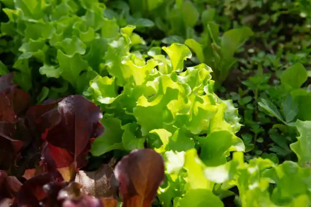 lettuce growing
