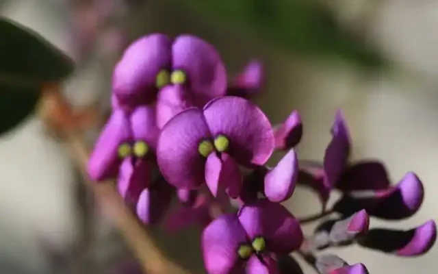 lilac vine phoenix