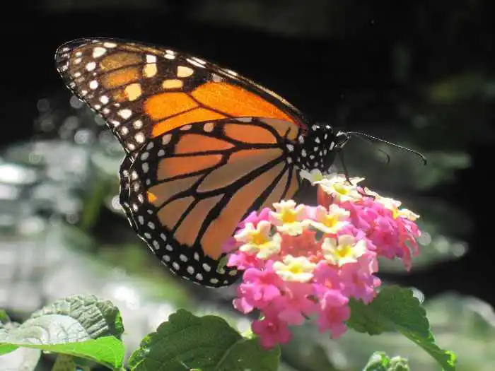 monarch on lantana