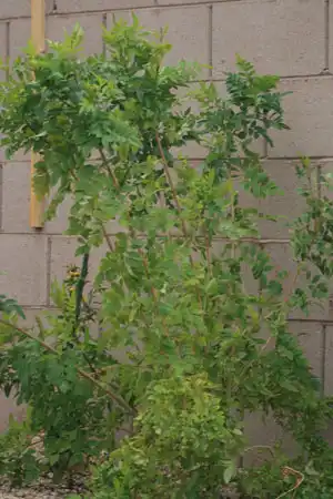 orange jubilee plant