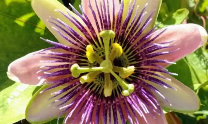 passion flower vine in bloom