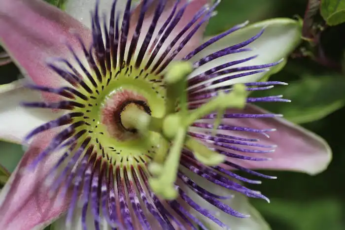 passion fruit vine passiflora close up