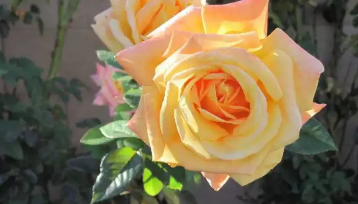 peace rose