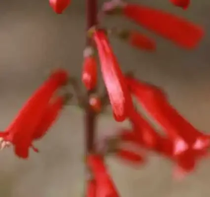 penstemon