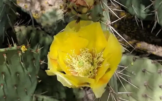 close up of prickly pear flower