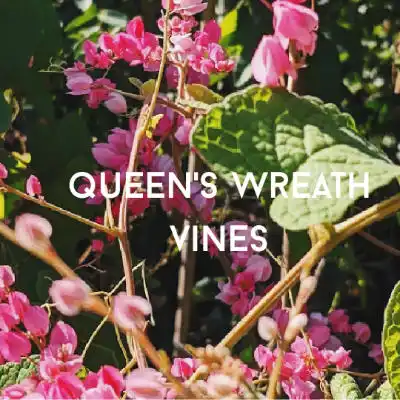 queens wreath coral pea vine