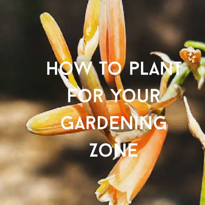 how to plant for your gardening zone