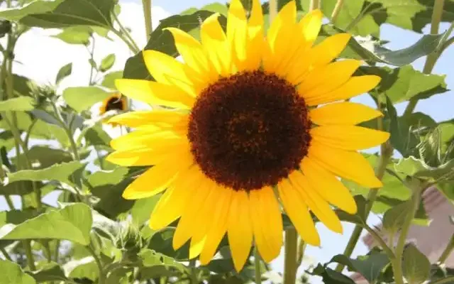 sunflower in bloom