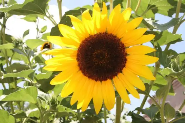sunflower in bloom