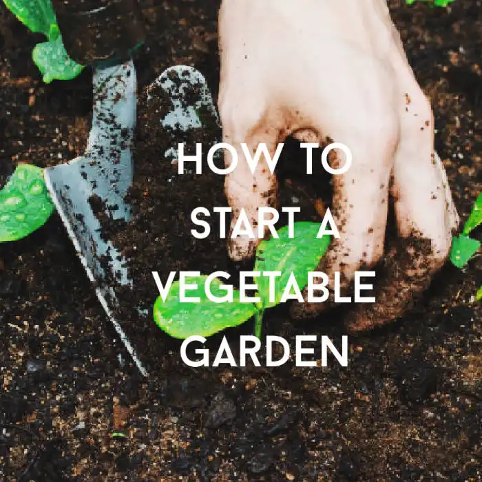 how to start a vegetable garden