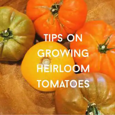 tips to grow heirloom