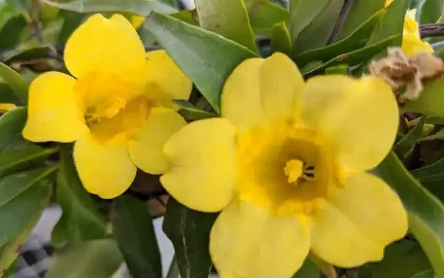 jessamine vine