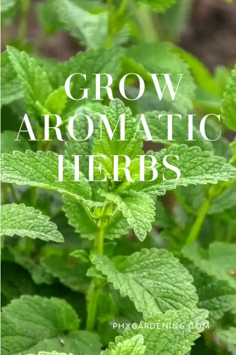 grow herbs pin