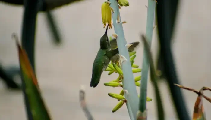 Hummingbird at Aloe plant