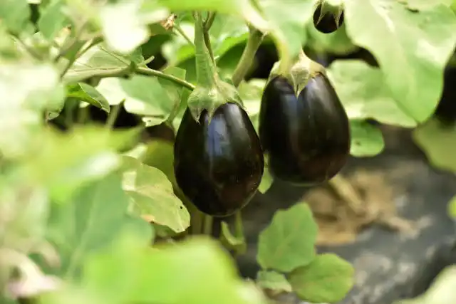 eggplants in garden