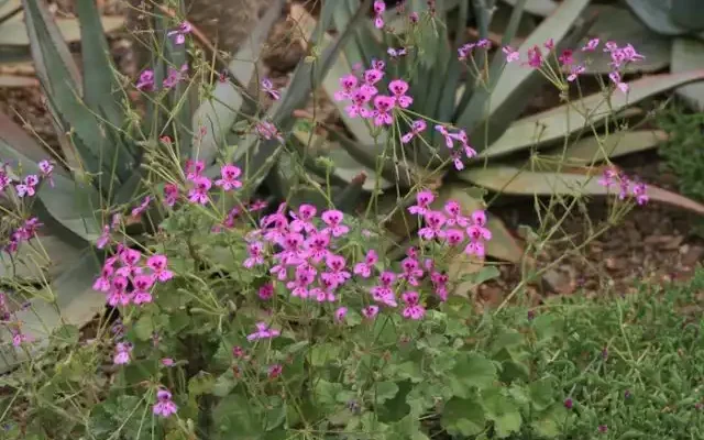 flower garden