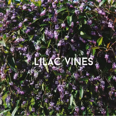 lilac vines