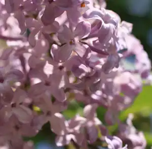 Lilacs at Colorado Botanical Gardens