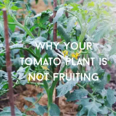 tomato not fruiting