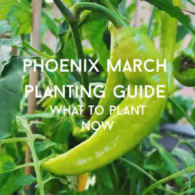 phoenix march guide