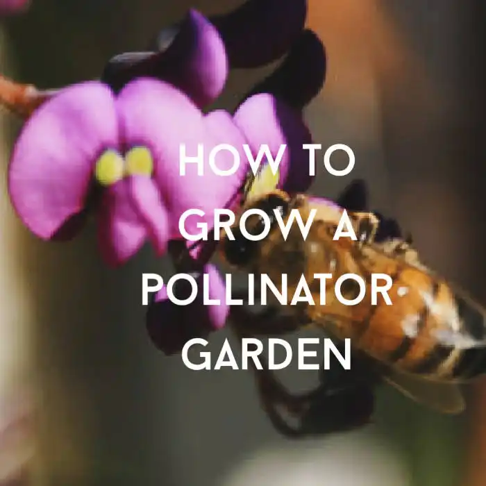 pollinator garden