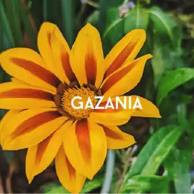 gazania flower