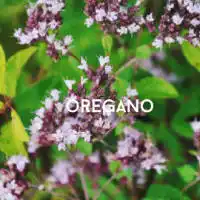oregano