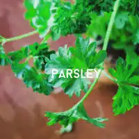 grow parsley
