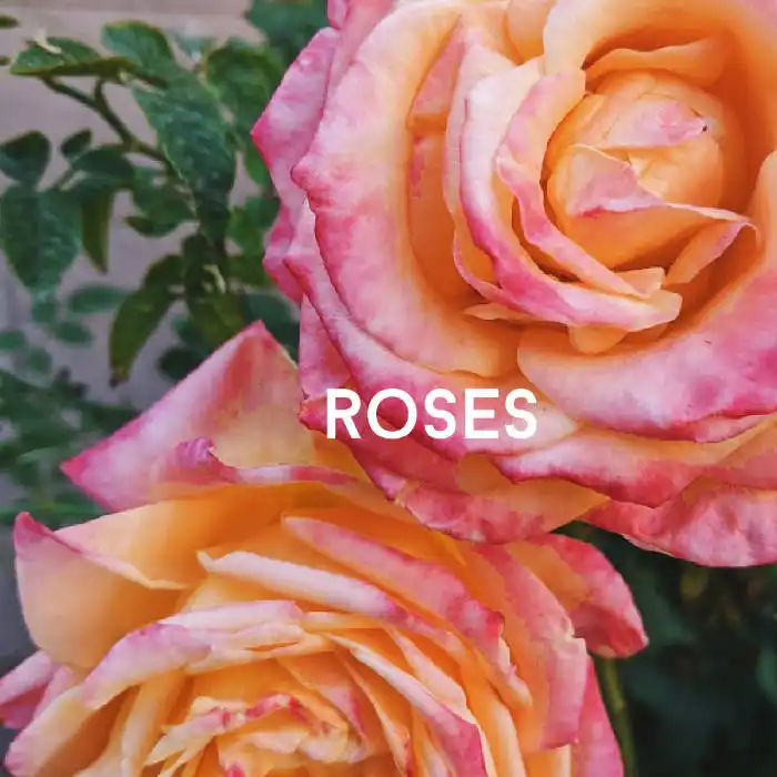 close up photo of roses in arizona