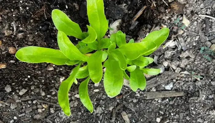 calendula plant