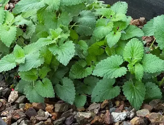 catnip plant
