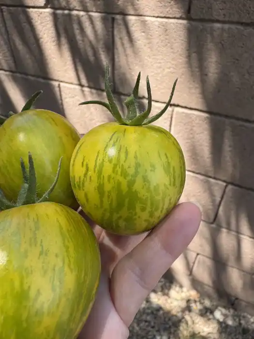 tomatoes