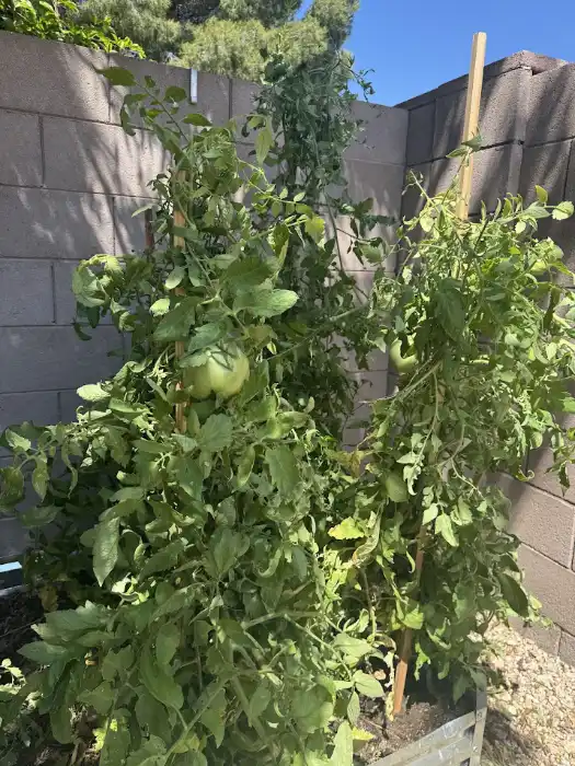 tomato plants in the desert